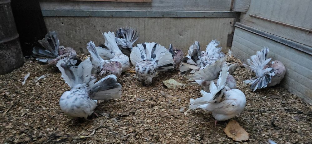 Rotati almond și cozi negre