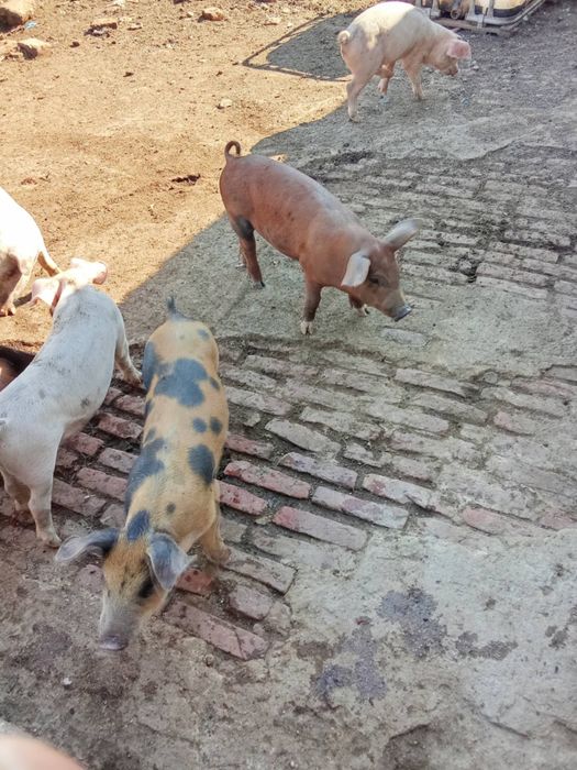 Прасета  за продан