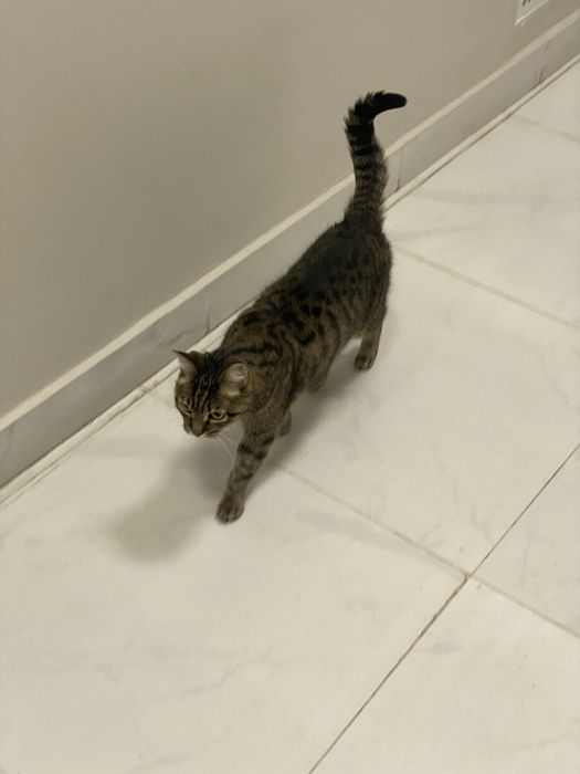 Отдам добрую кошку бесплатно