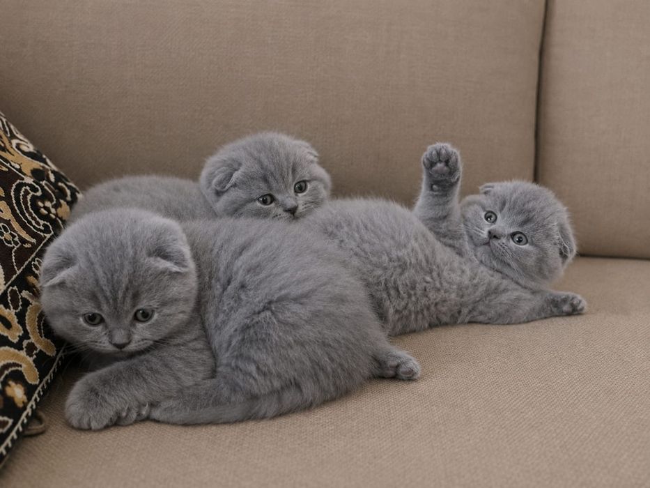 Шотландские котята