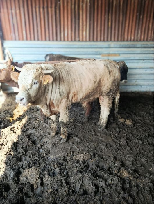 Продам бычков 2/3 года