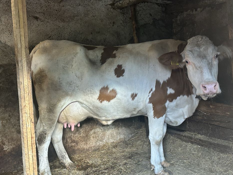 Vaca de vanzare!