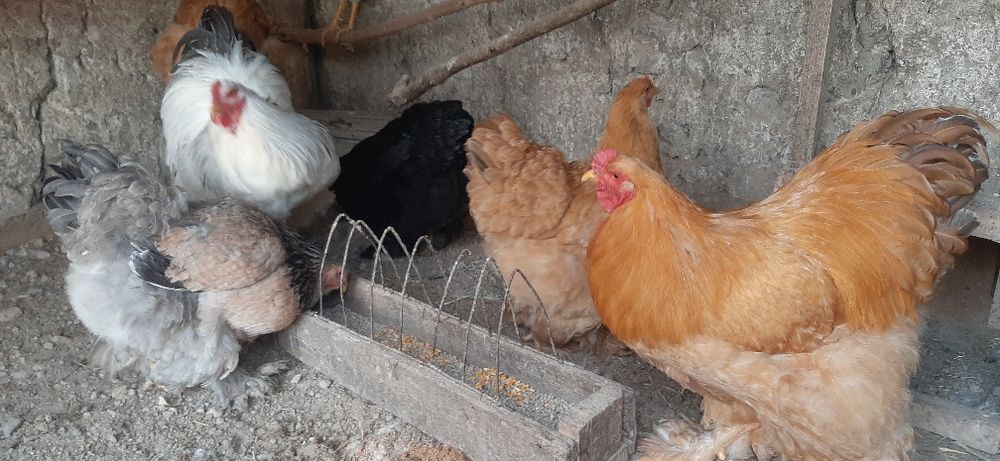 Брамалар сотилади