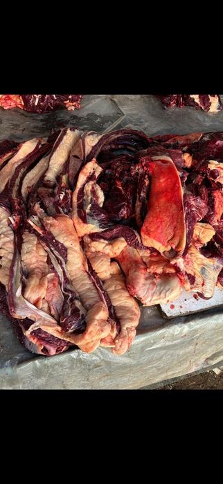 Соғым/ет/жылқы/согым