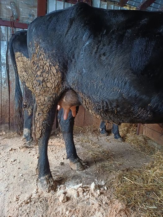 3 vaci de 3 ani și un  vitel de 7 luni