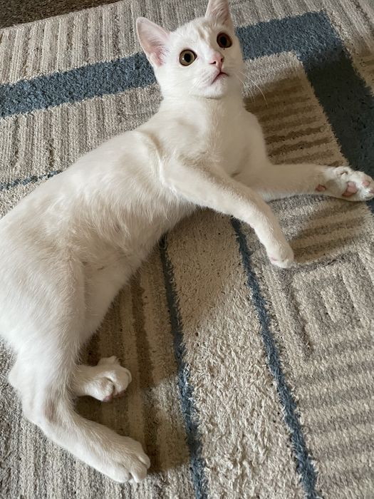 Отдам котенка в добрые руки