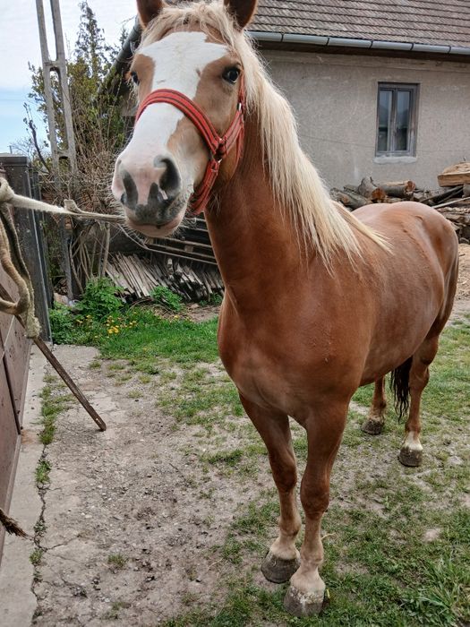 Manza tânără de 18 luni