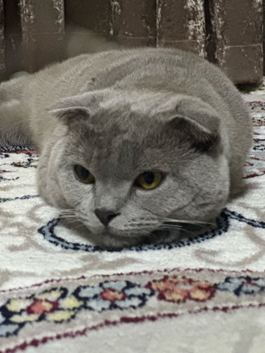 Вязка skotish  fold tozza qon mushuk qiz mushuklarni taklif qiladi