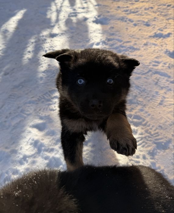 Щенки смесь с овчаркой