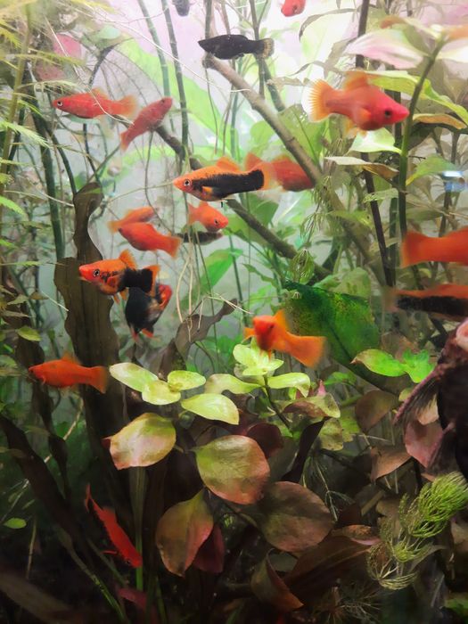 Продам аквариумных рыбок