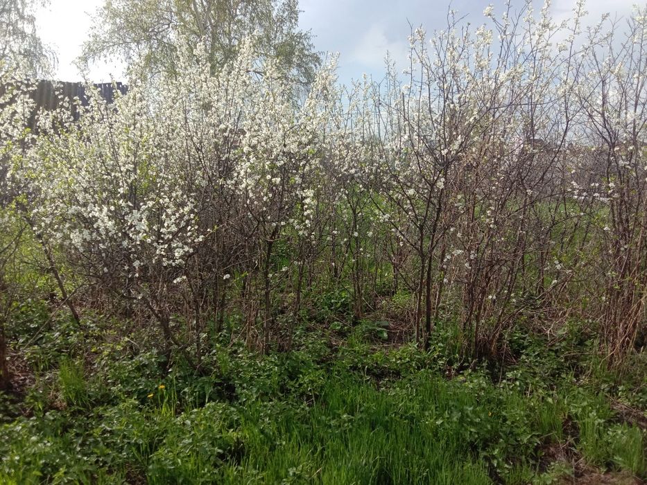 Продам дачу с/о Мотор