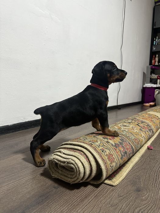 Бронь щенков добермана