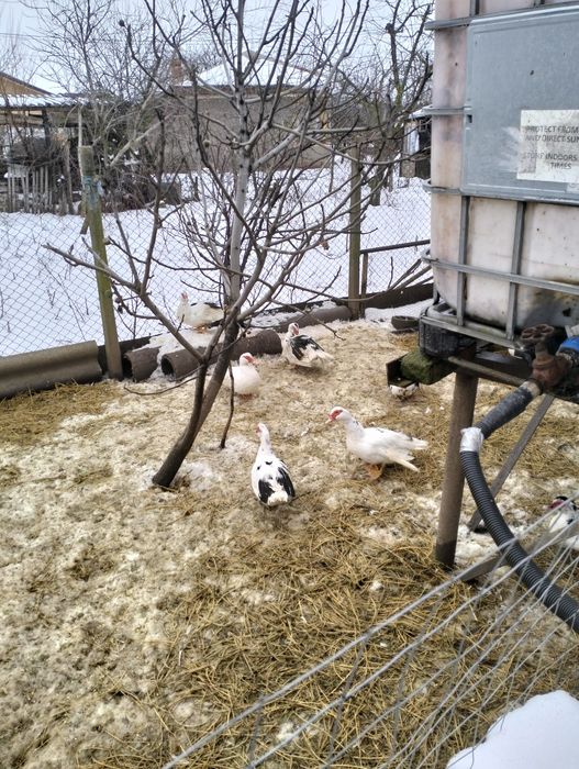 Vînd rațe mute  45 ron