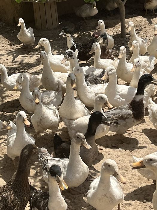 Утка Үйрек сатылады