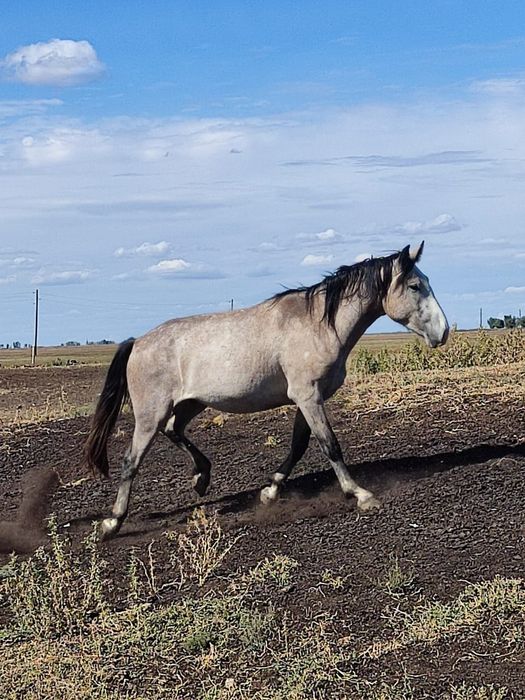 Продам коня самец