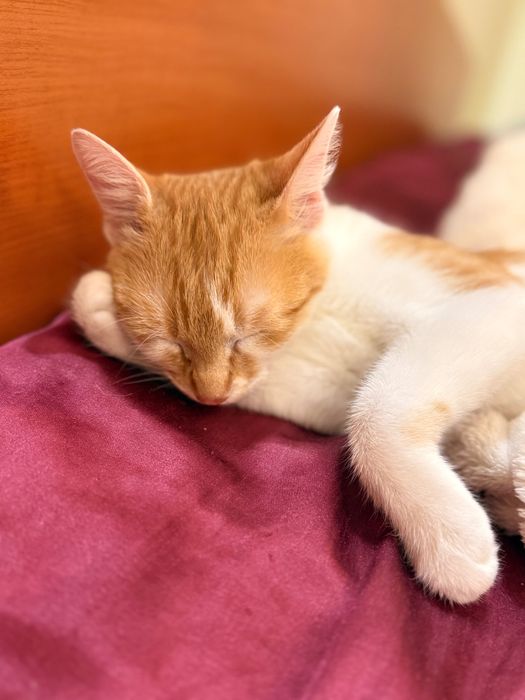 Подарява се коте