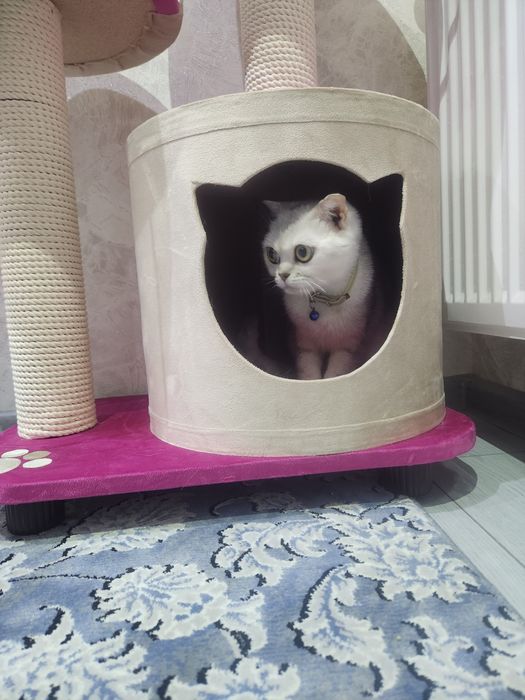 Серебристая шиншила