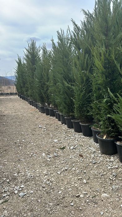 Cupressus leylandii
