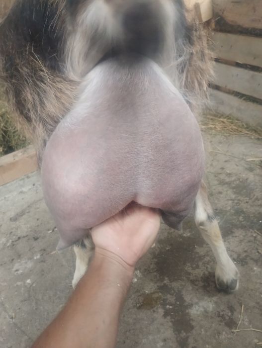 Vand iezi cu varsta de 5 luni .