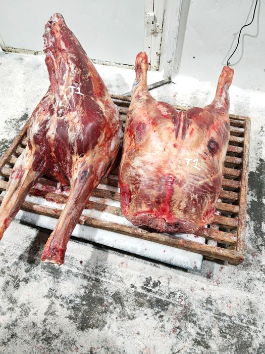 Мясо говядины конины