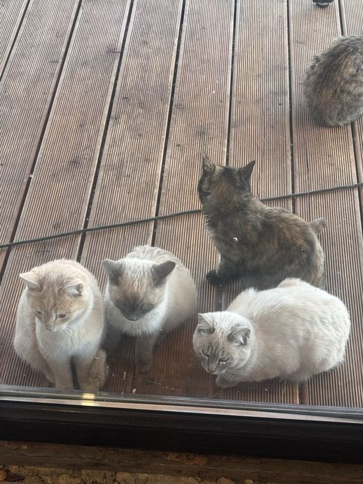 Отдаем котят бесплатно, 6 месяцев