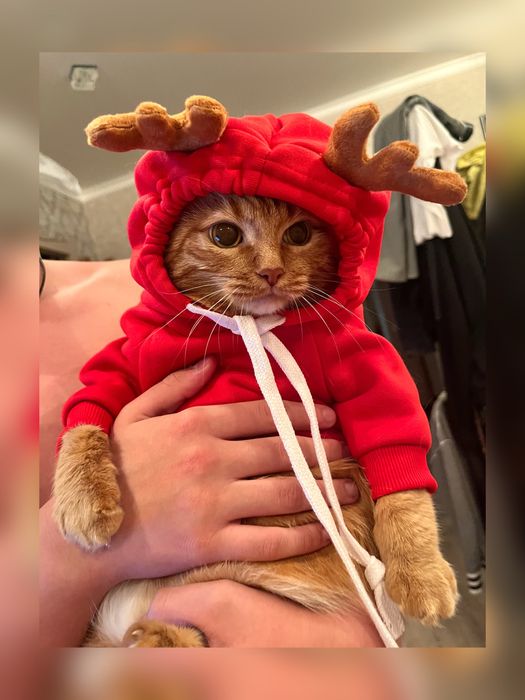 Кофта для животных