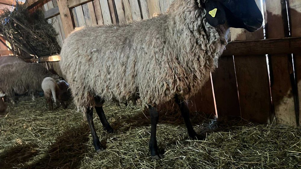 Berbec metis de carabas  de 3 ani