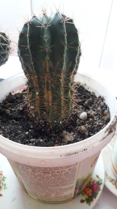 Кактус  рассаженный