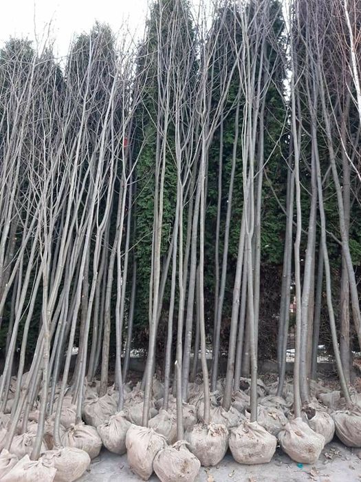 Vând tei de la 3 la 7m