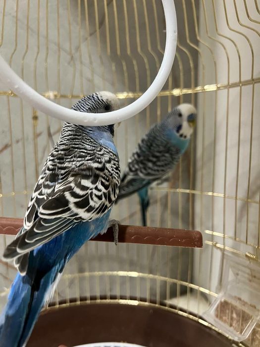 Голубой попугай пара