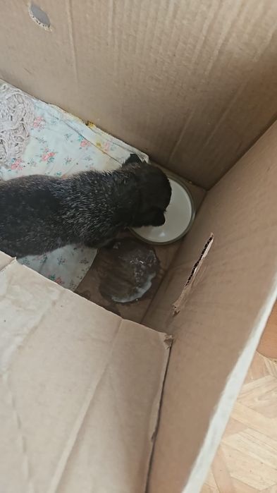 Отдам в добрые руки