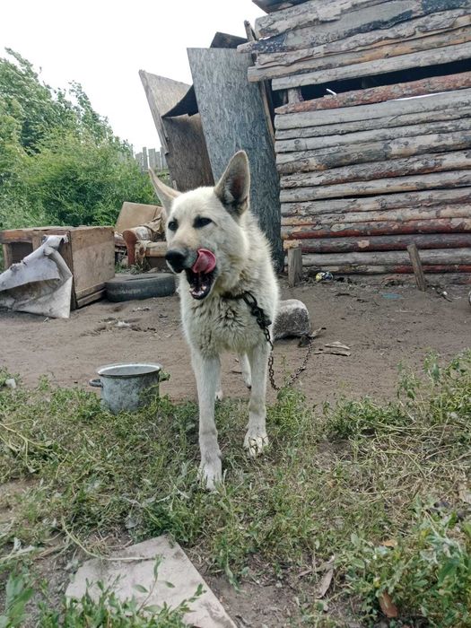 Джеку нужен дом. Срочно!