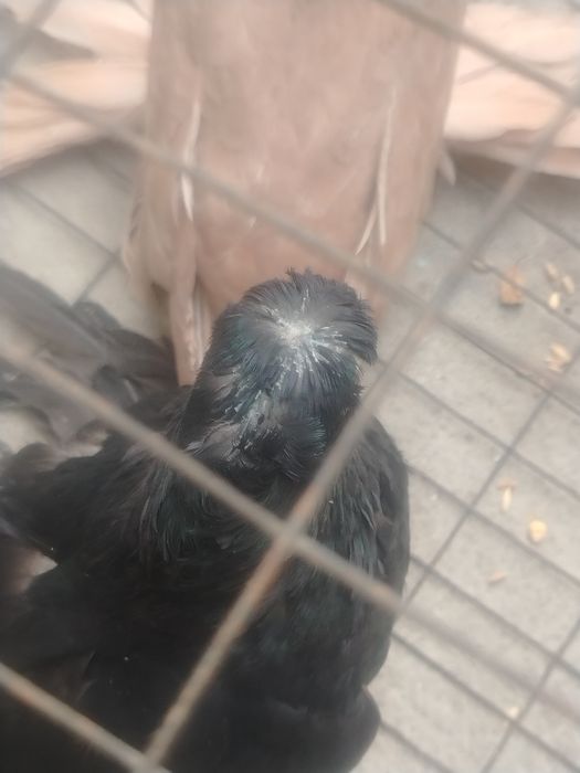 Пара узбецких голубей.