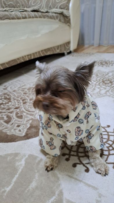 Цветной йорк  вязка