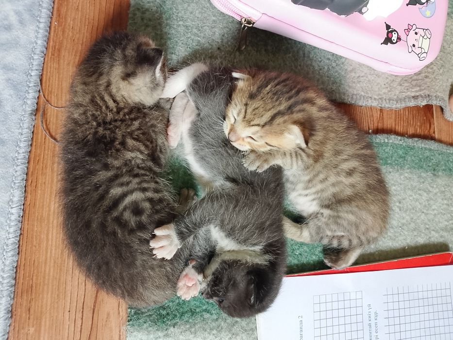 котята бесплатно