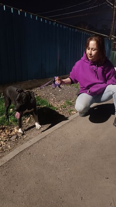 Стаффорд 1.8 годика