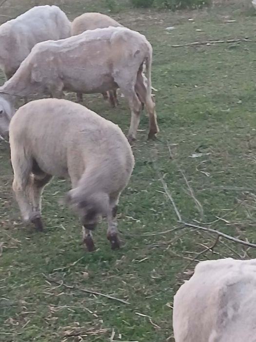 Агнета 6€/кг.