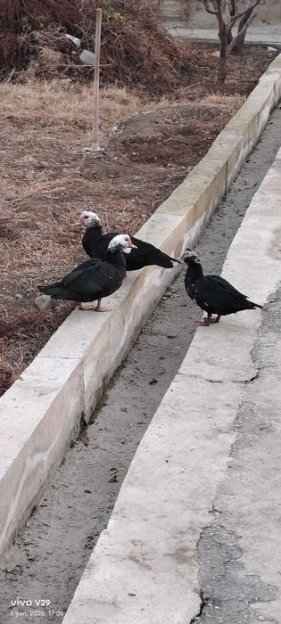 Инаутка ўрдаклар сотилади — 7 ойлик, яхши ҳолатда! 
Соғлом, семиз