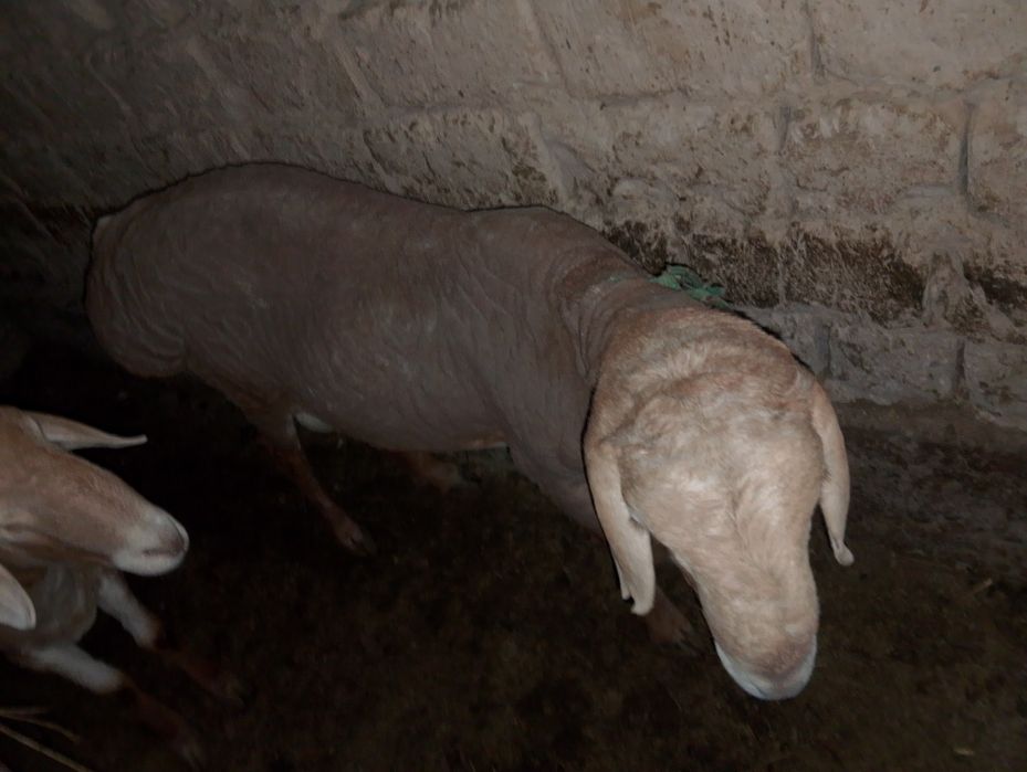 Қошқарлар бар 1 жасар ұрыққа 2 еуі