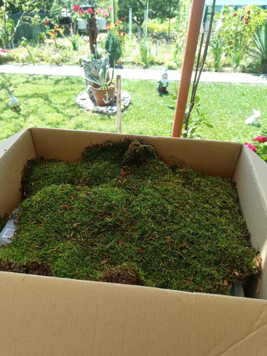 Декорация Горски мъх