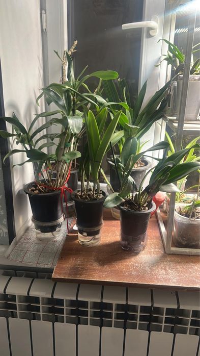 Продаю цветы  архидей