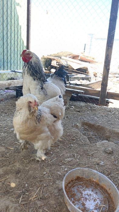 Инкубационное яйцо пароды Брамы