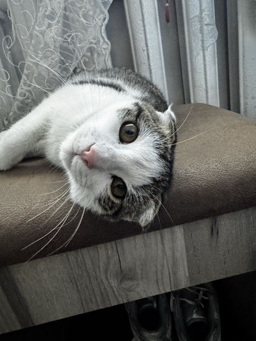 Вислоухий кошка малчик Qulogi yopu mushuk ohl bola