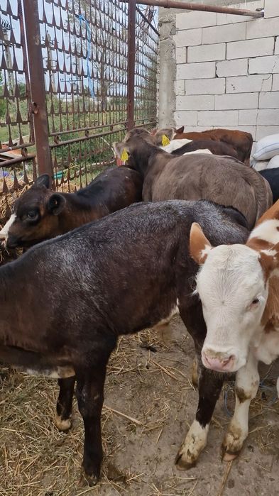 Aduc viței de rasă pe comandă dumneavoastră!!