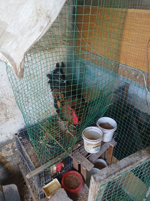 Жайдари хуроз сотилади