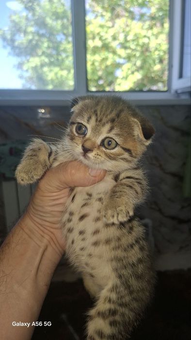 Котята шотландские веслоухие