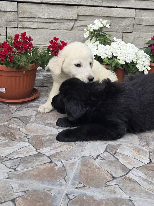 Бебенца лабрадор ретривър