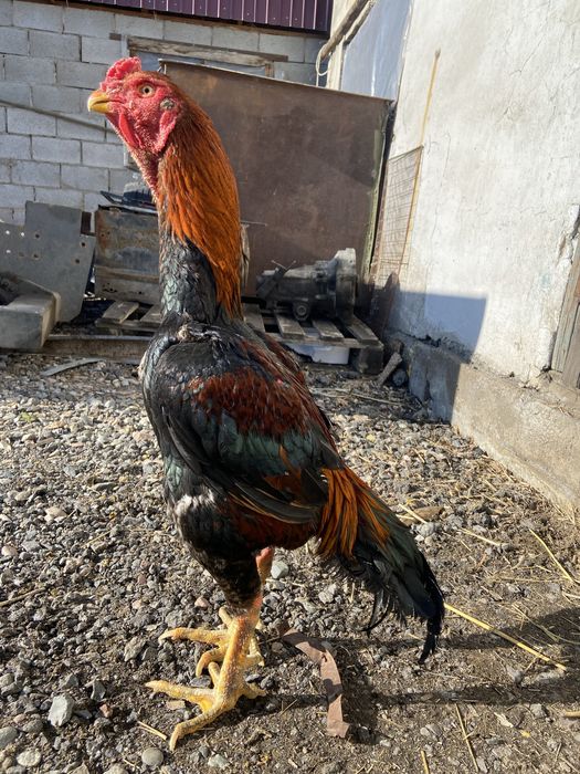 Продам дакана китаец