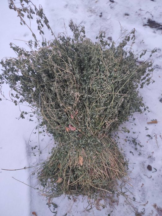 Бауланған жоңышка сатылады, продам люцерну