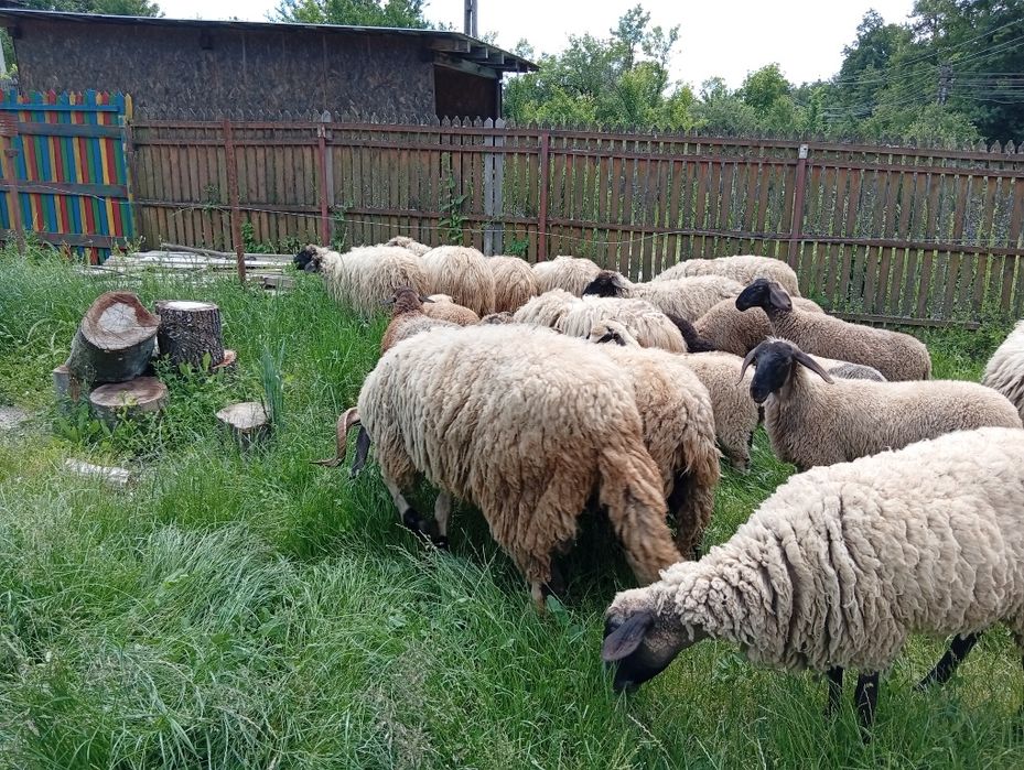 Super oferta ,oi carabașe și breze